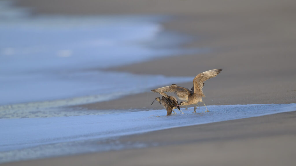 A whimbrel bites the tailfeathers of another, forcing it to flee the beach