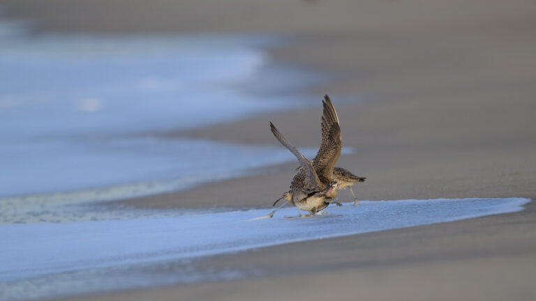 One whimbrel tries to bit the tail feathers of another to drive it out of its section of the beach
