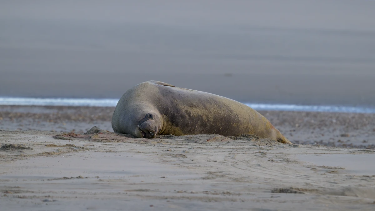 An elephant seal rests on the beach immediately after giving birth