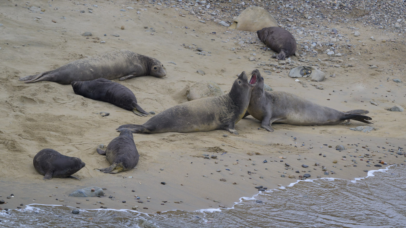 Two elephant seal mothers surrounded by 4 pups and 2 other mothers fight over beach territory