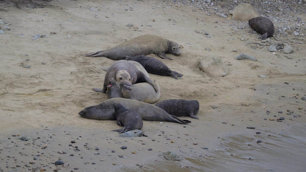 A bull elephant seal bites a female on the neck prior to mating as two pups look on