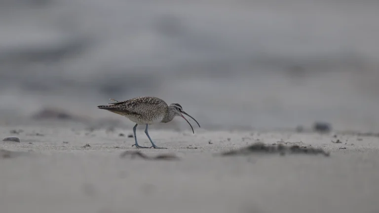 A whimbrel prepares to eat a small crab found in the dry sand