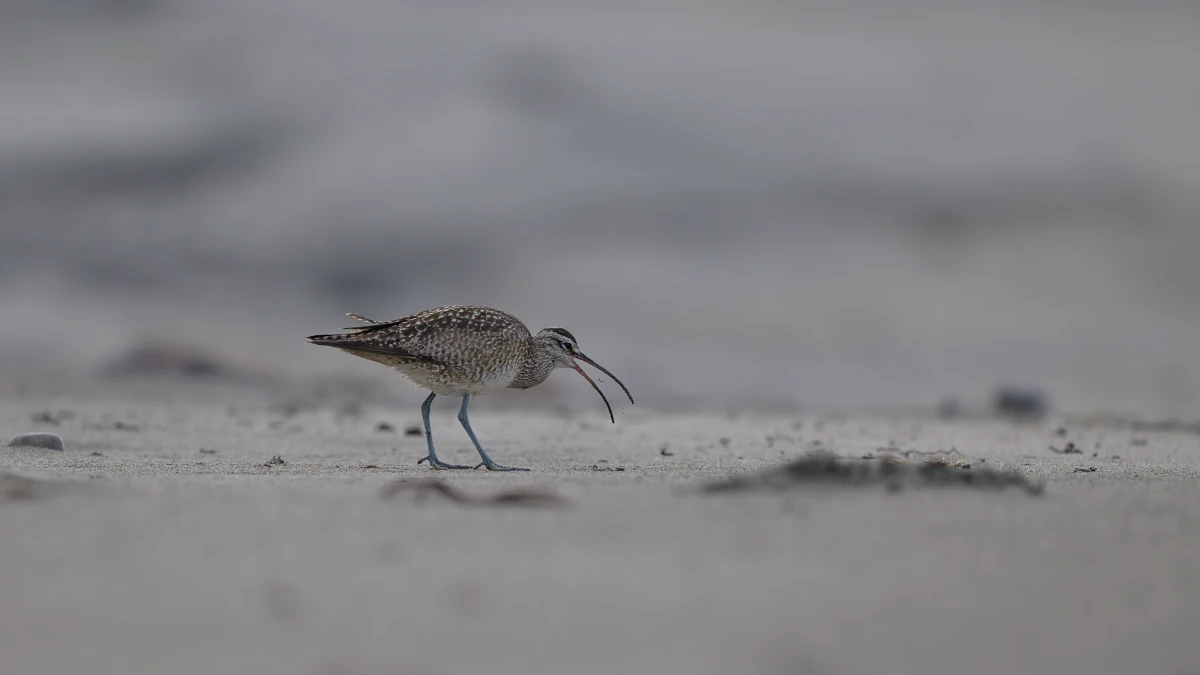 A whimbrel prepares to eat a small crab found in the dry sand