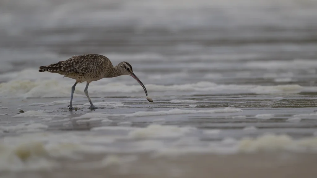 A whimbrel drops a mole crab while standing on a wet sandy beach surrounded by sea foam
