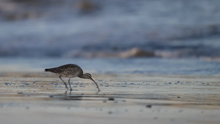 Whimbrel in shallow water washing a crab