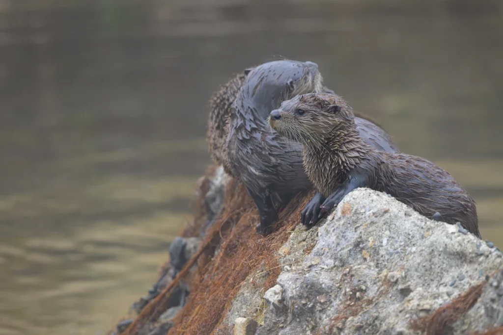 River otter pup draped over a rock surveys the water while mom preens 
