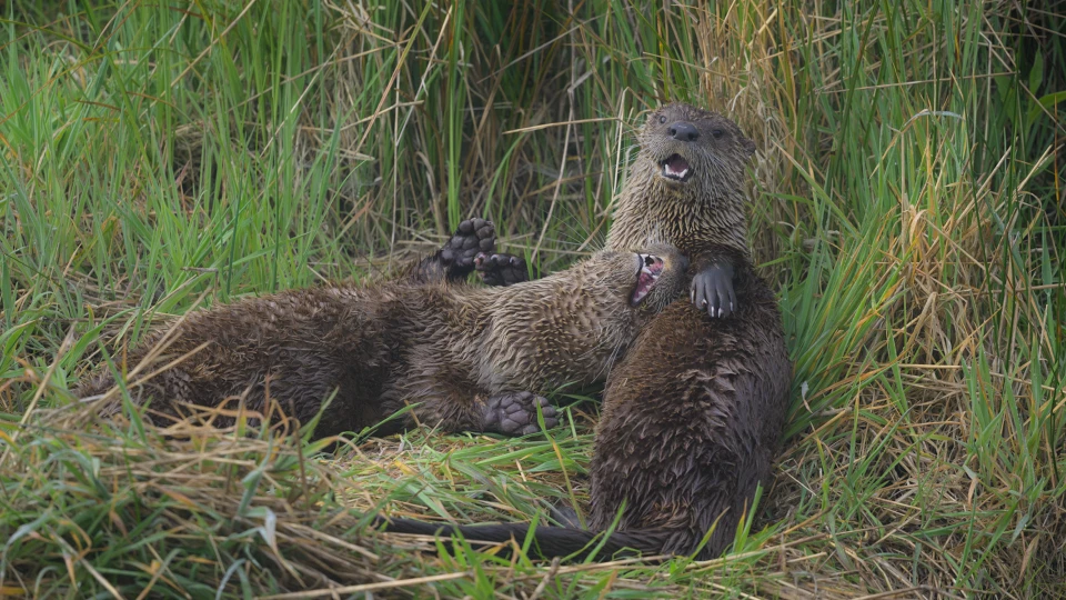 Two river otters rest in the tall grass after an intimate time