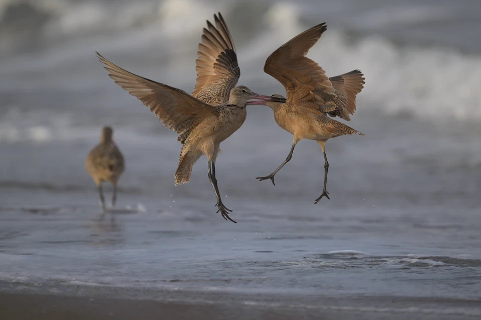 Two marbled godwits fight in mid-air, with one grabbing the other by the throat.
